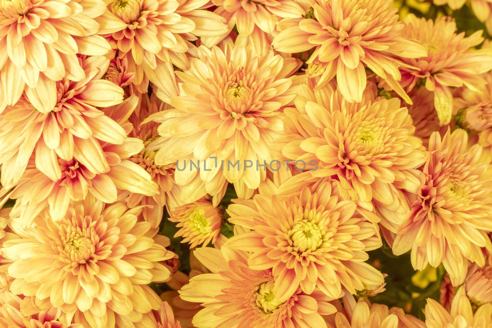 Blooming yellow Mums or Chrysanthemums , autumn flower background.