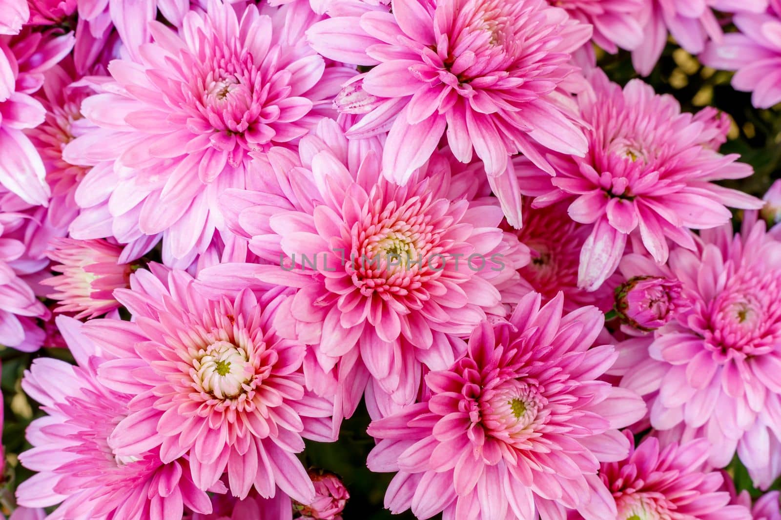 Blooming pink Mums or Chrysanthemums , autumn flower background.