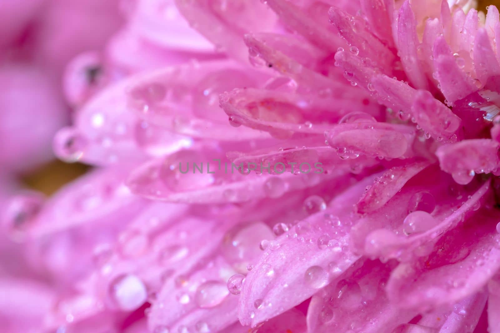 A close view of beautiful pink leaves with water drops.