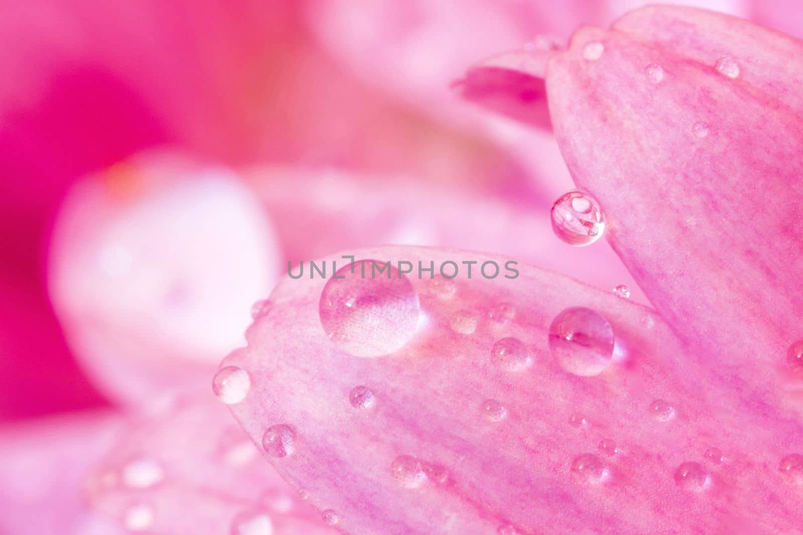 A close view of beautiful pink leaves with water drops.