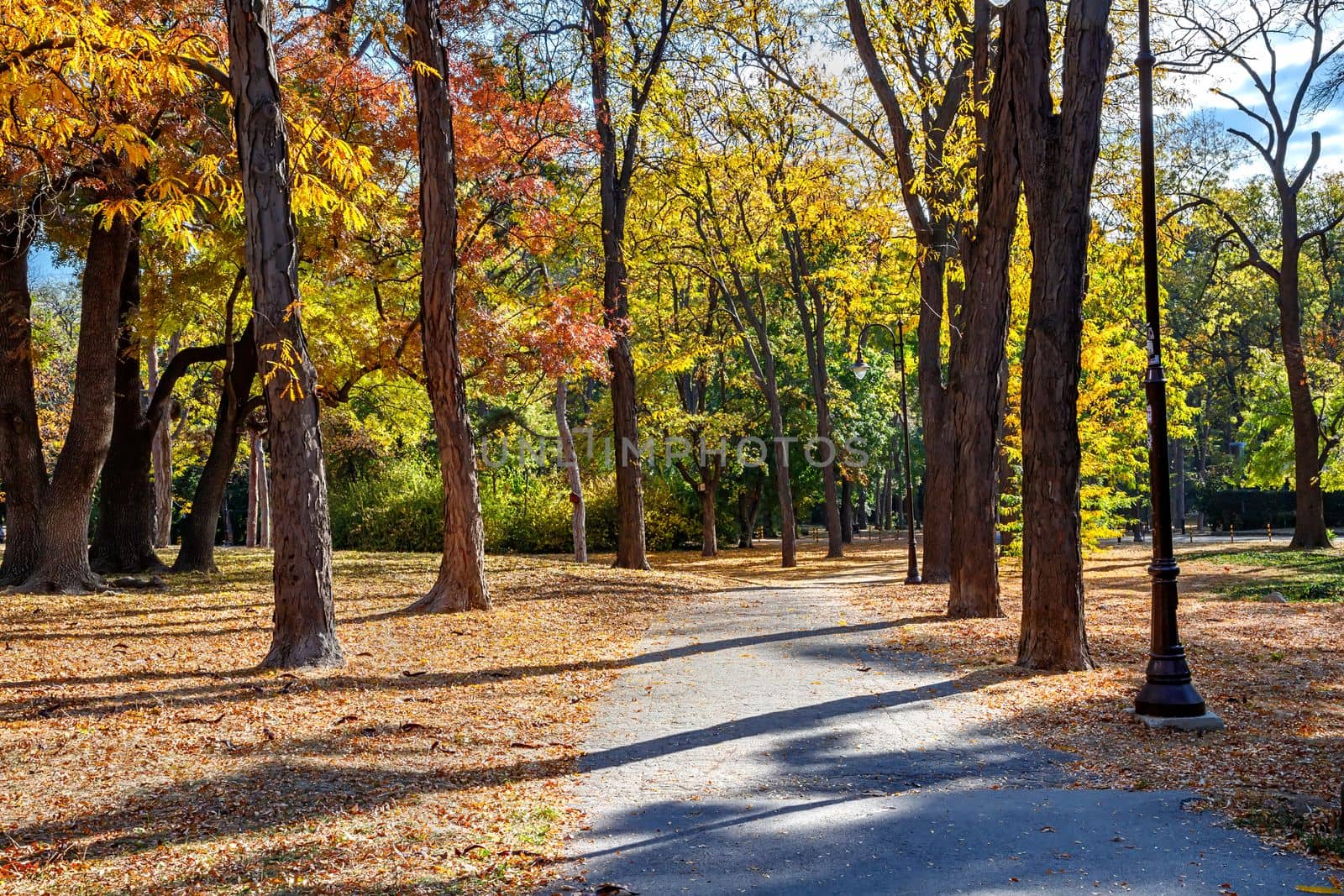 Autumn landscape - trees and fallen leaves in the city park. Day time