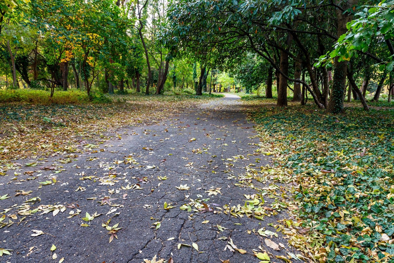 Autumn landscape - trees and fallen fall leaves in the city park