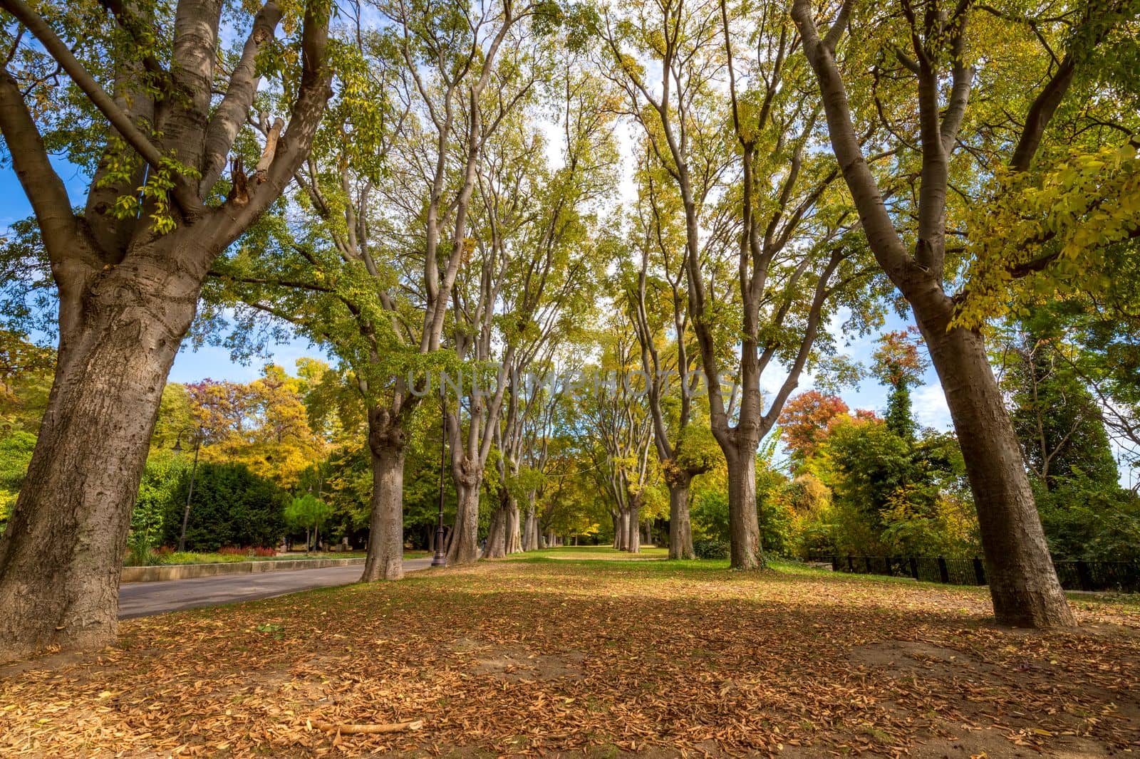 Trees in park during autumn