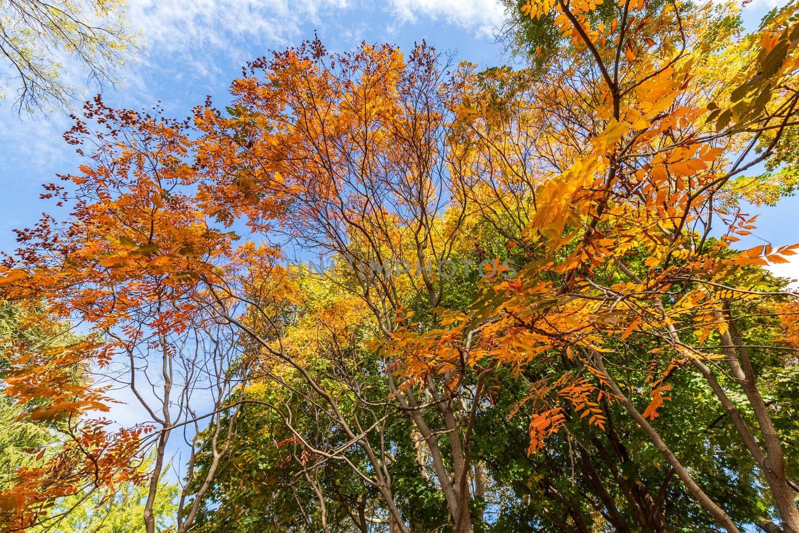 colors in Autumn by EdVal