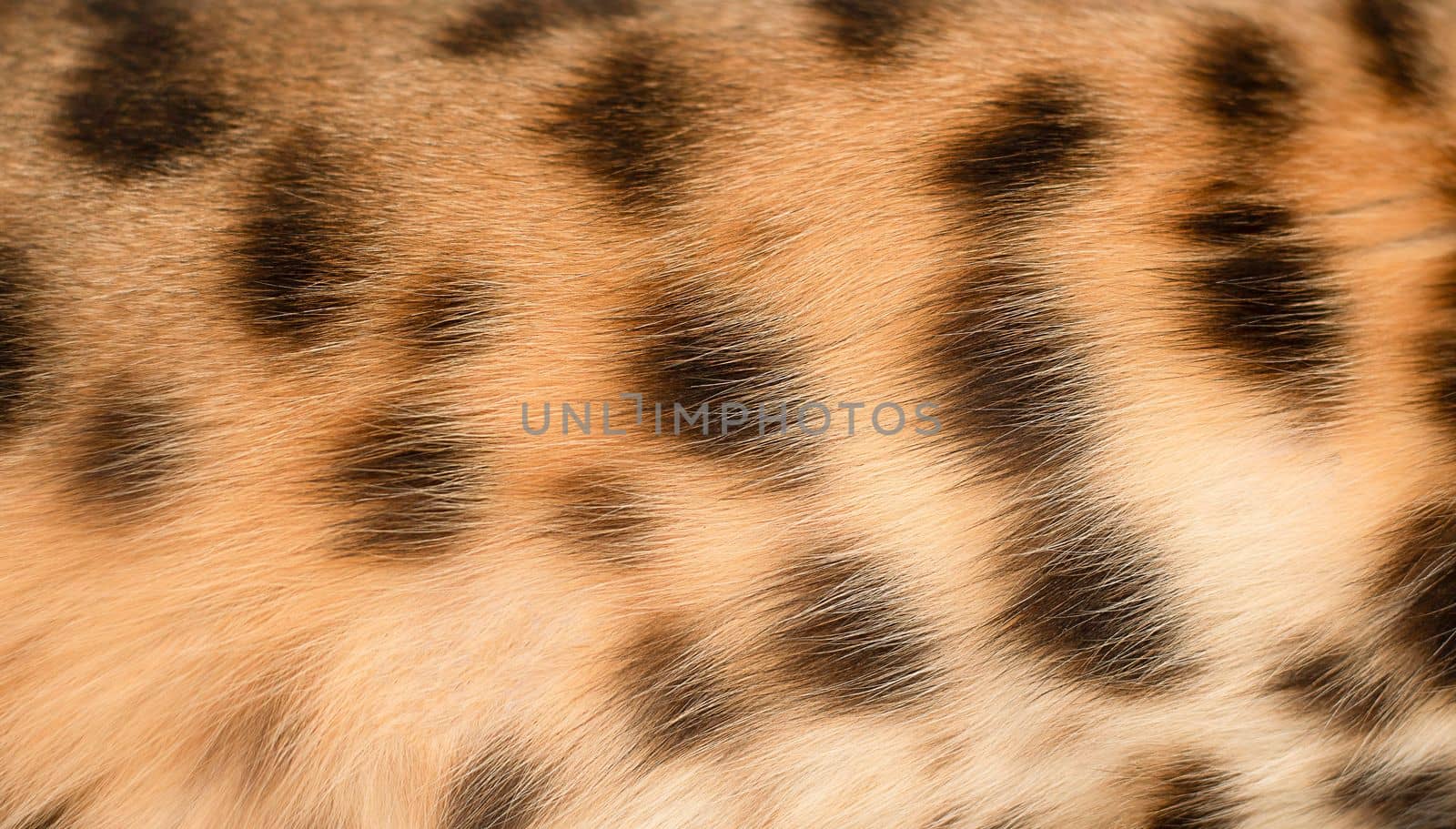 Leopard background. The body of a red spotted animal. Wool. Part of the body of a purebred domestic Bengal cat. Close-up. Texture. Concept. Ukraine
