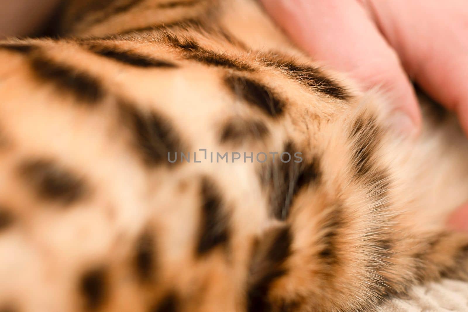 Leopard background. The body of a red spotted animal and a human hand. Wool. Part of the body of a purebred domestic Bengal cat. Close-up. Texture. Concept. Ukraine