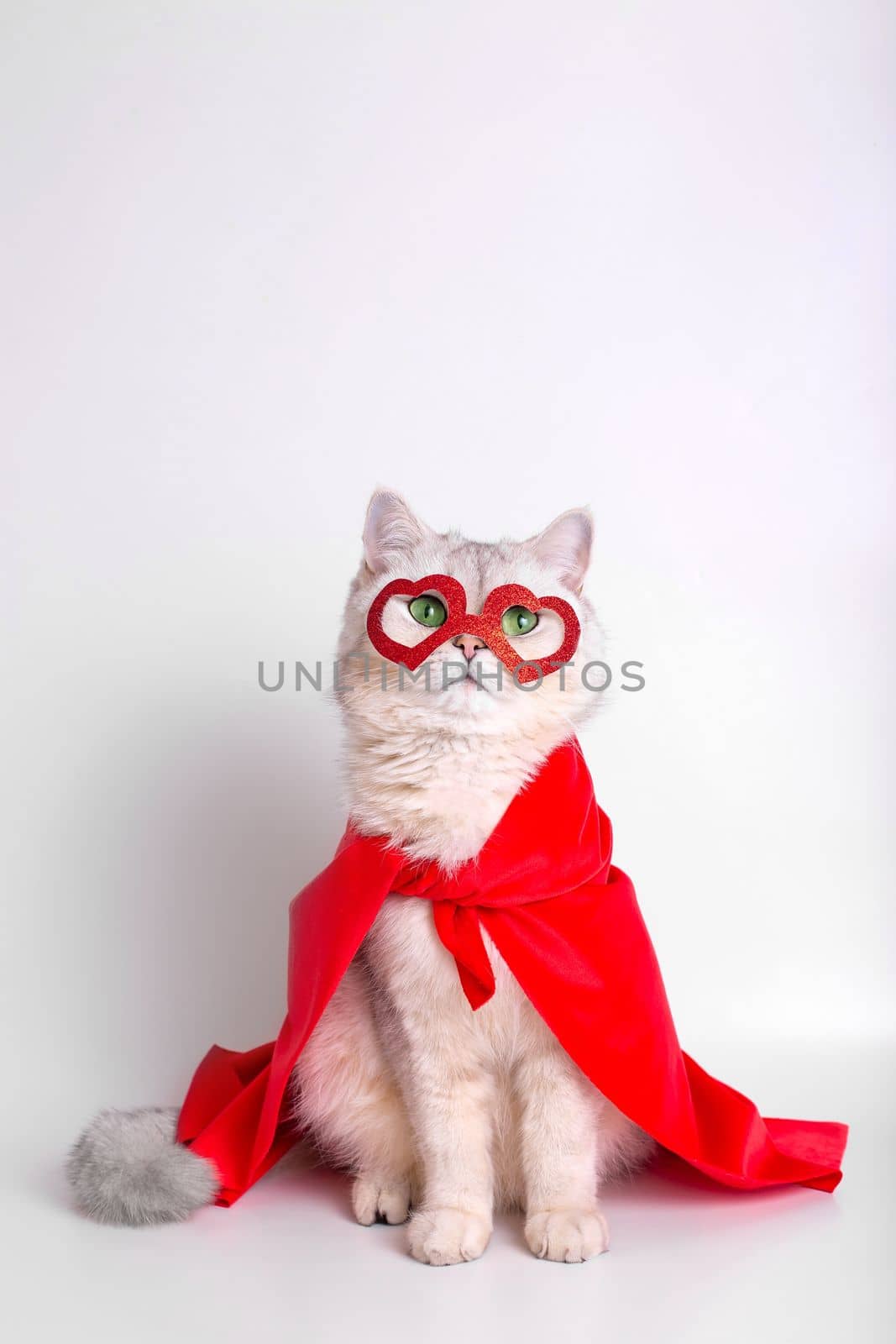 A white cat with green eyes, sits on white background, in a red mask in the form of hearts and a red cape, looks at camera. Close up. Vertical. Copy space