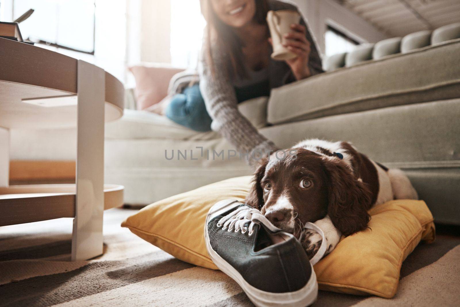 Animal, pet and dog with shoes in living room for playful behaviour, happiness and relax with owner at home. Training, domestic pets and woman on sofa with cute, adorable and furry puppy bite sneaker by YuriArcurs