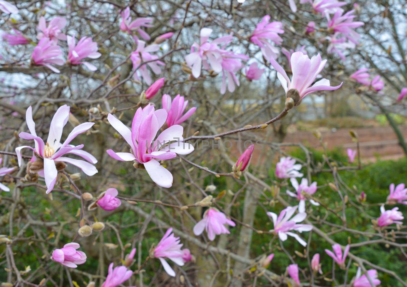 Spring Blossoms of a Magnolia tree in France
