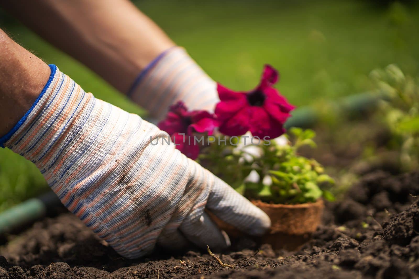 Gardener with hands in gloves cultivates plants. by africapink