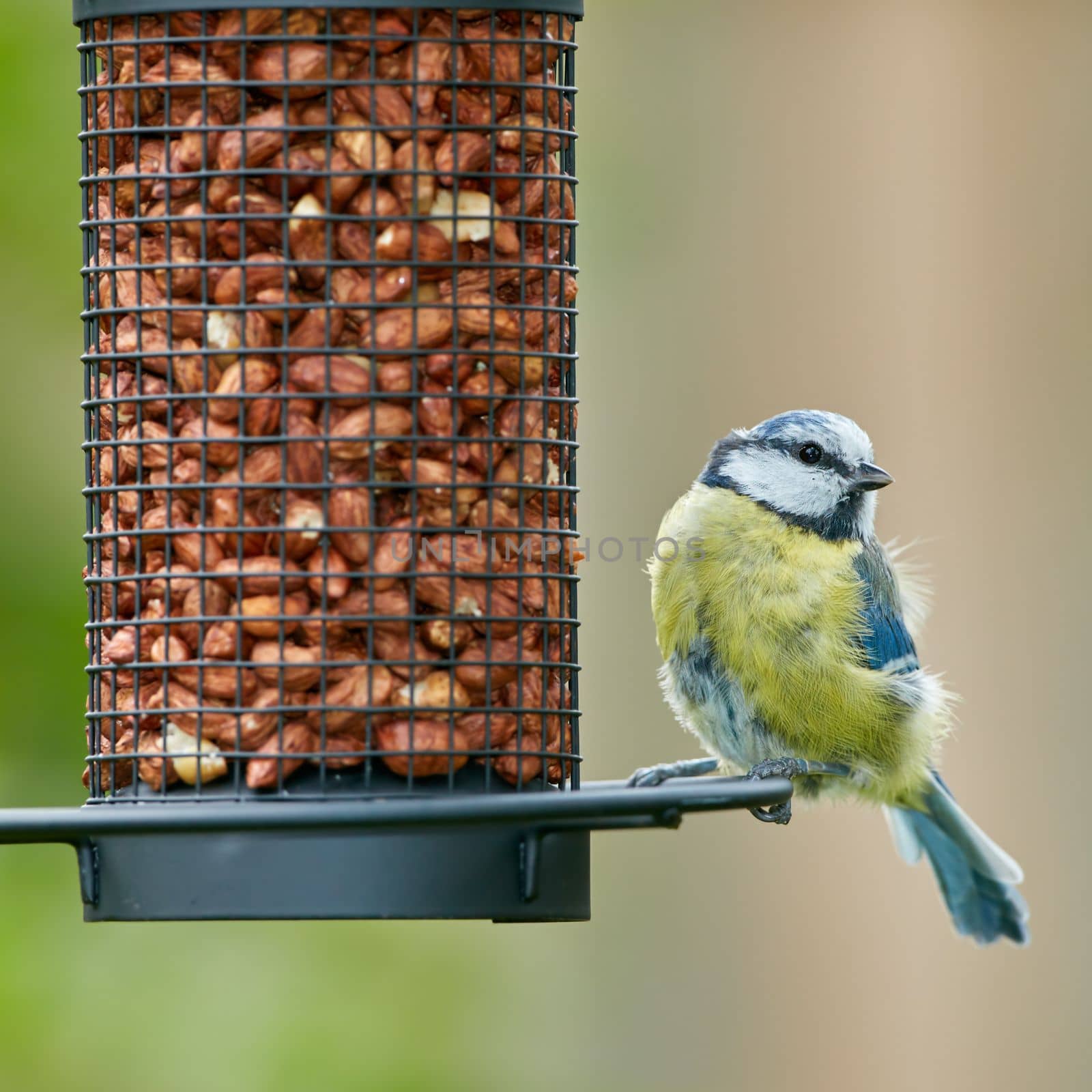 Blue tit. The Eurasian blue tit is a small passerine bird in the tit family Paridae. The bird is easily recognisable by its blue and yellow plumage. by YuriArcurs