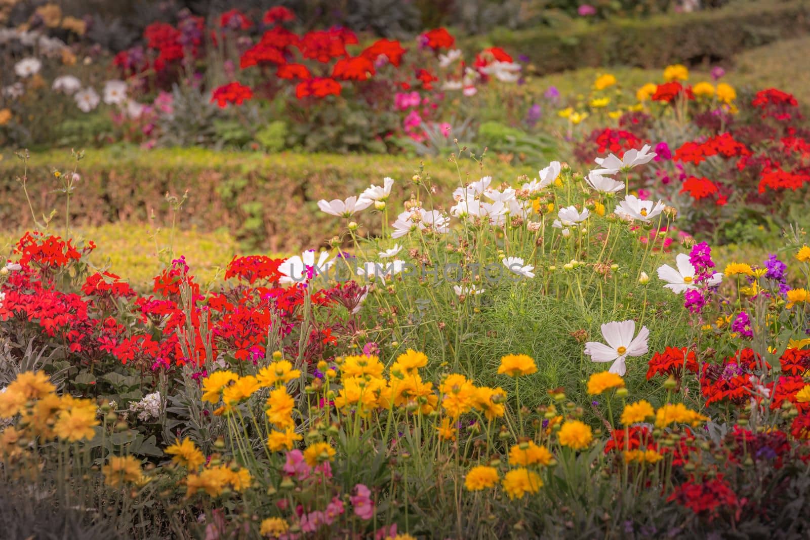 Colorful flowers garden at golden sunset, idyllic landscape in Giverny, France