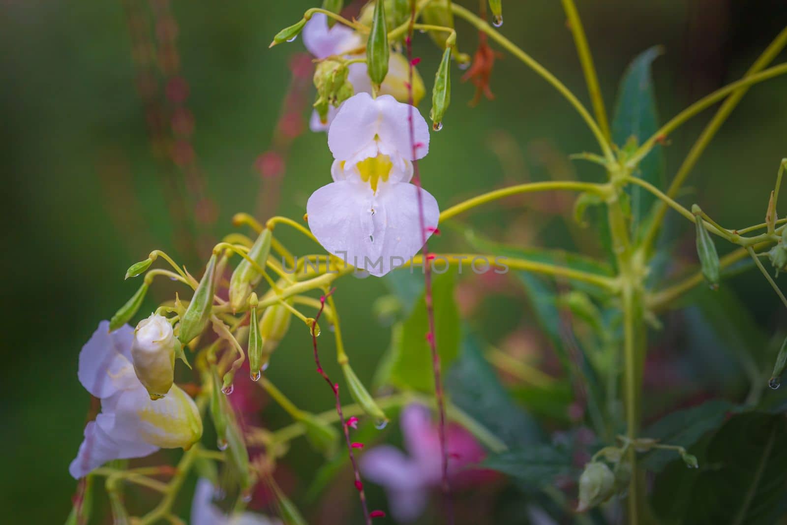 Colorful delicate flowers garden at golden sunset with drops of water, idyllic landscape in Giverny, France