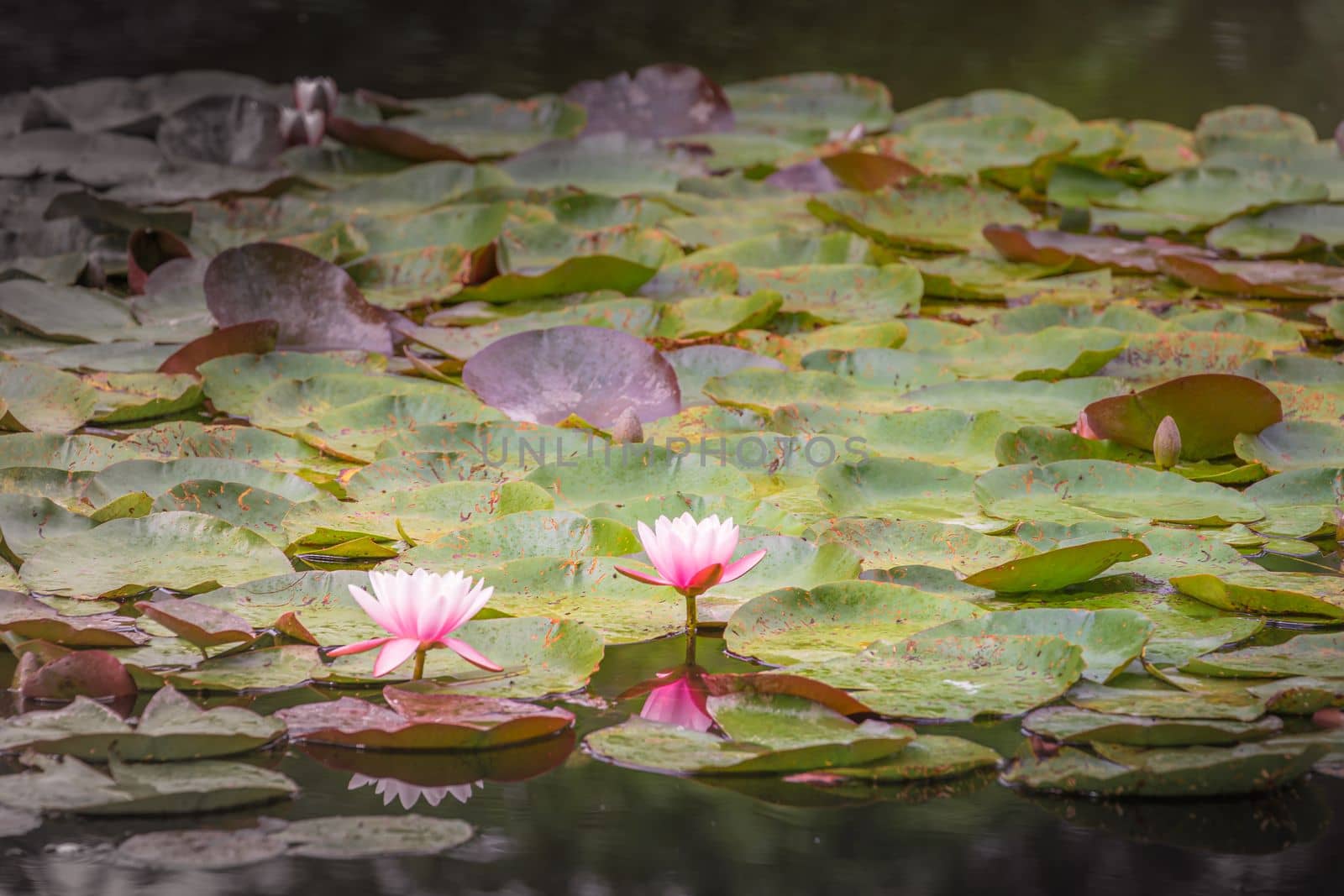 Water Lily Flower Blooming on idyllic water pond, Giverny, France
