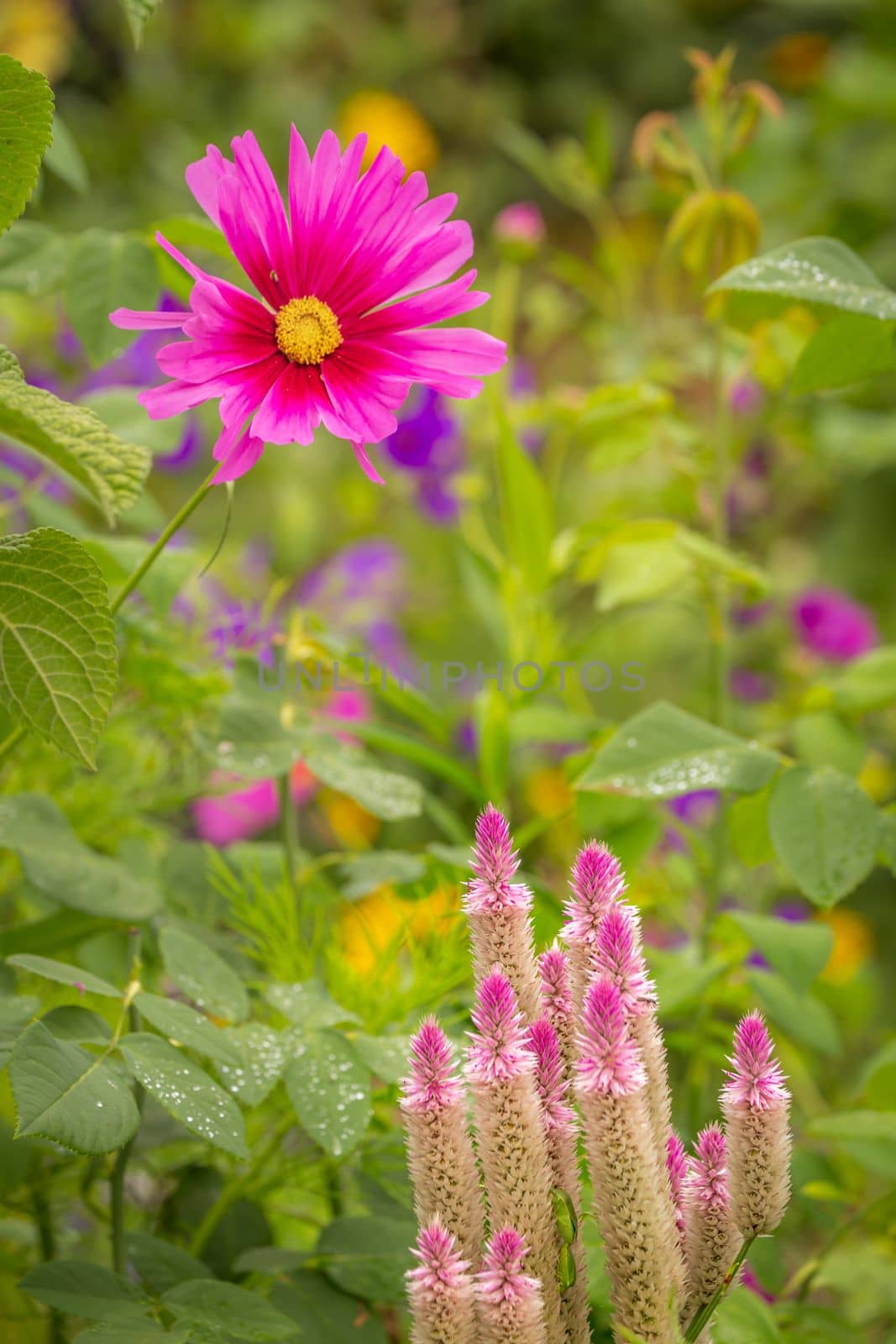 Colorful flowers garden at golden sunset, idyllic landscape in Giverny, France