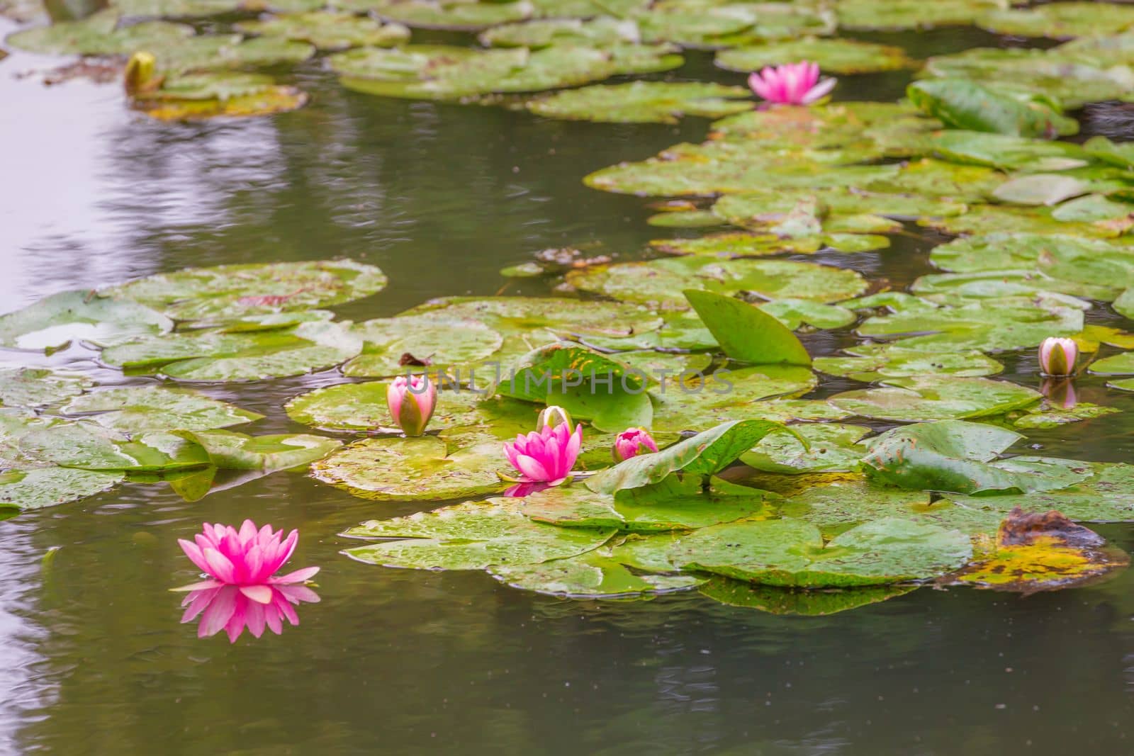 Water Lily Flower Blooming on idyllic water pond, Giverny, France