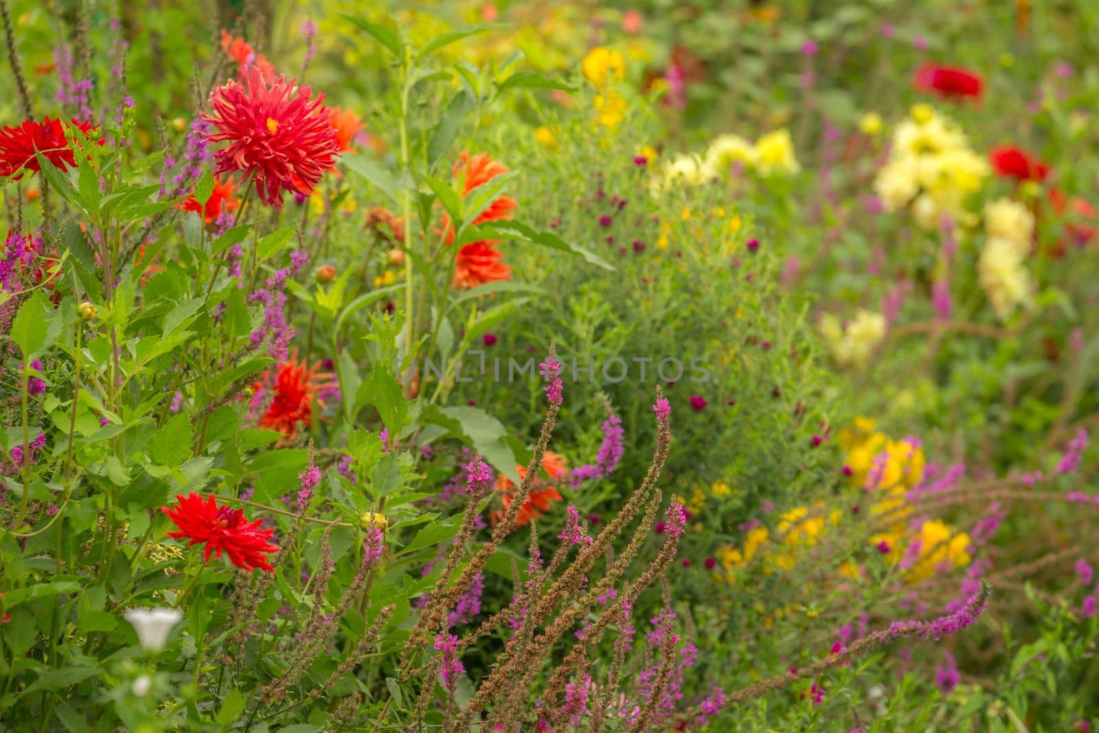 Colorful delicate flowers garden at golden sunset, idyllic landscape in Giverny, France