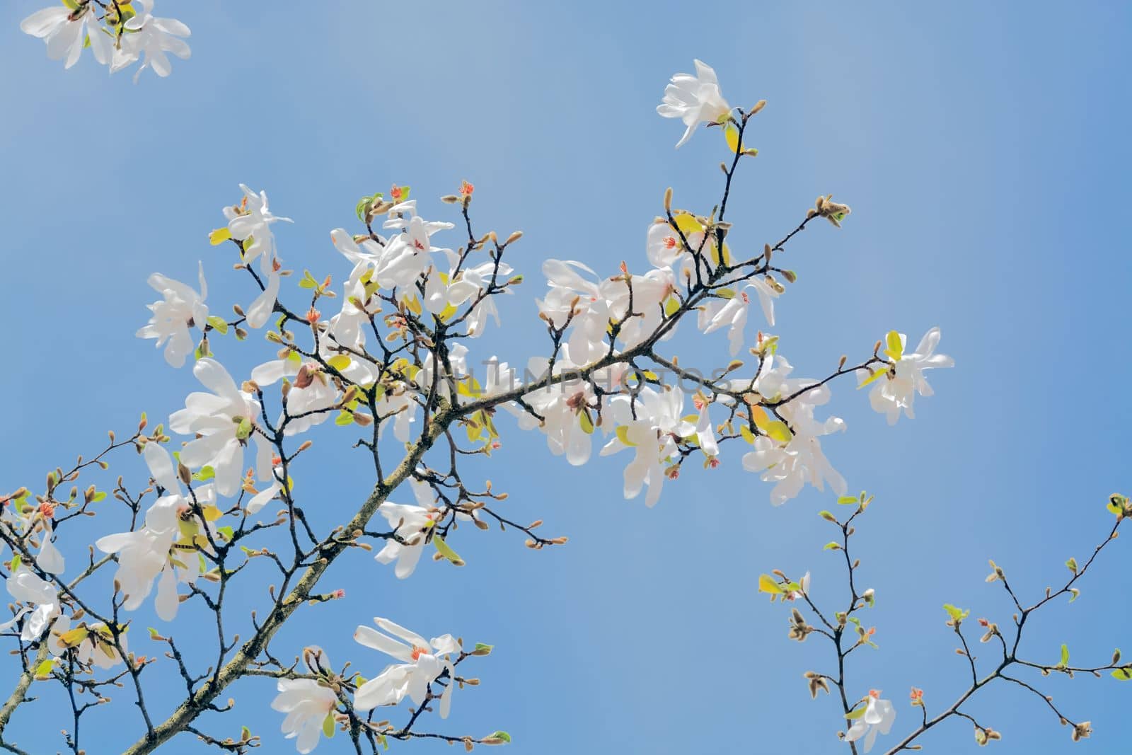 Branch of blossoming white magnolia on blue sky background on sunny day