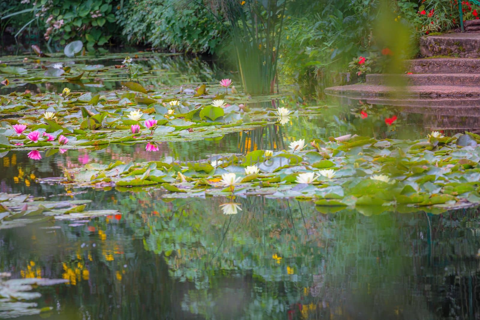 Water Lily Flower Blooming on idyllic water pond, Giverny, France