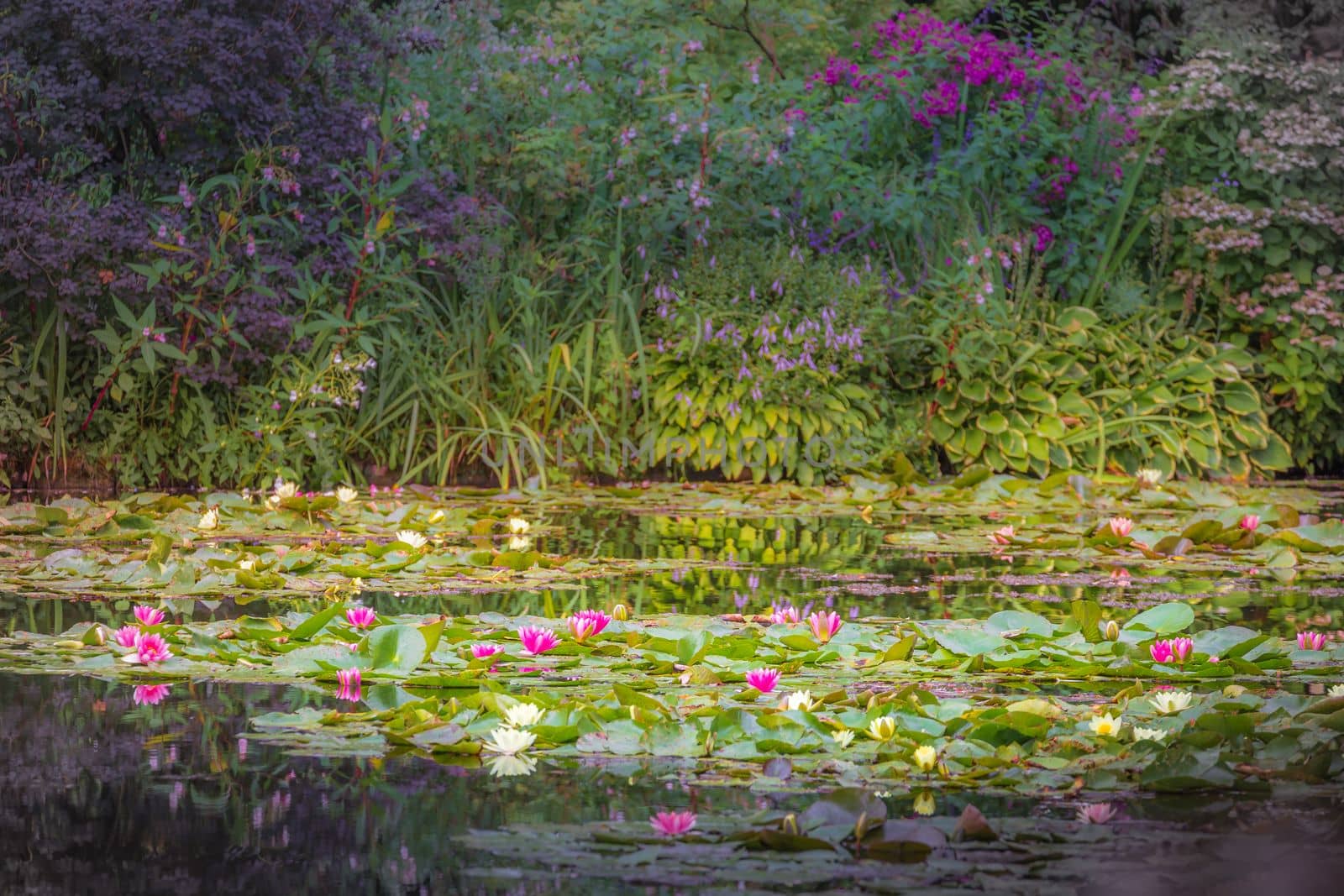 Water Lily Flower Blooming on idyllic water pond, Giverny, France