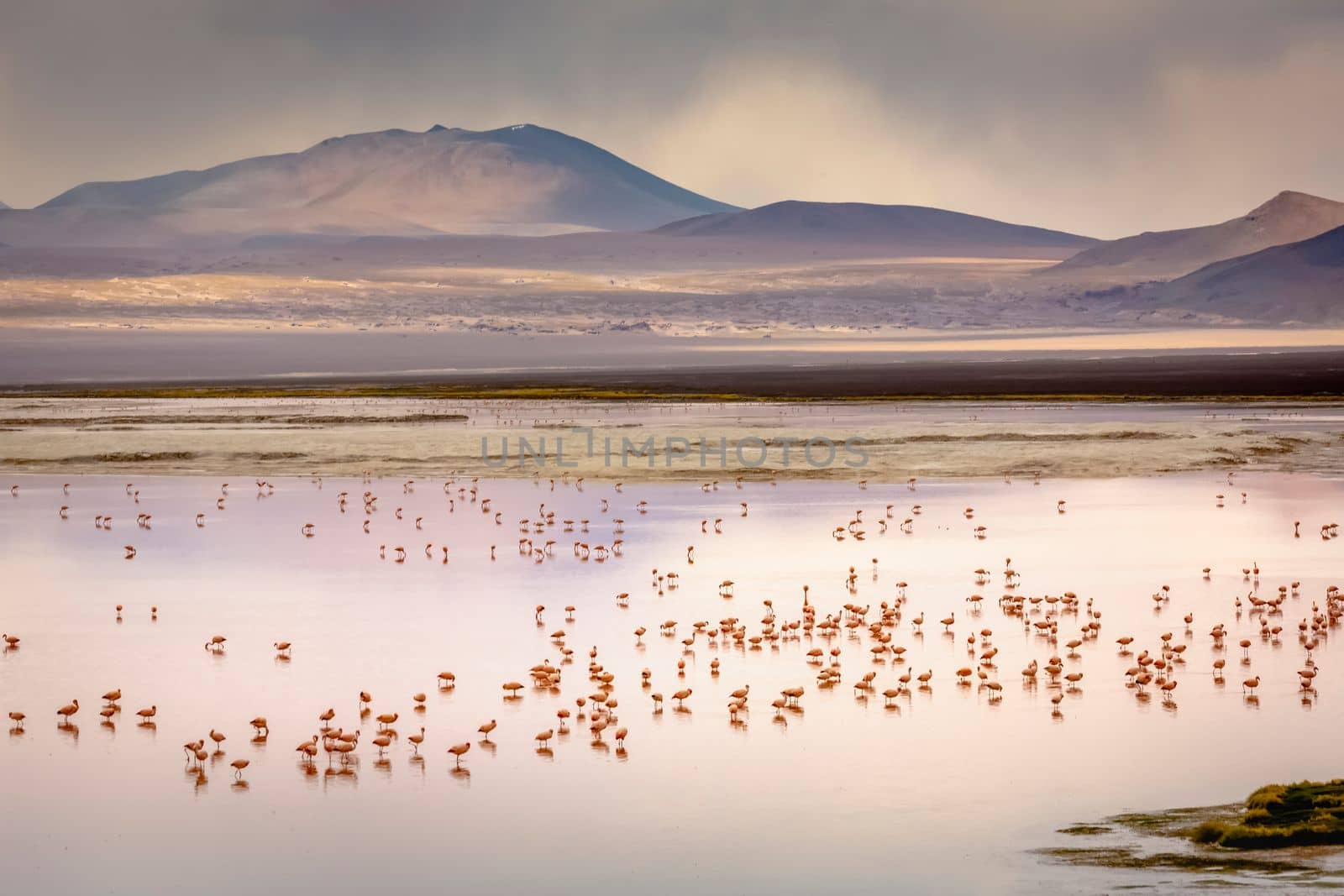 Laguna colorada, Red lake, with Andean Flamingos and Idyllic Altiplano Atacama Desert, Volcanic landscape, Potosi, Bolivian Andes, Bolivia
