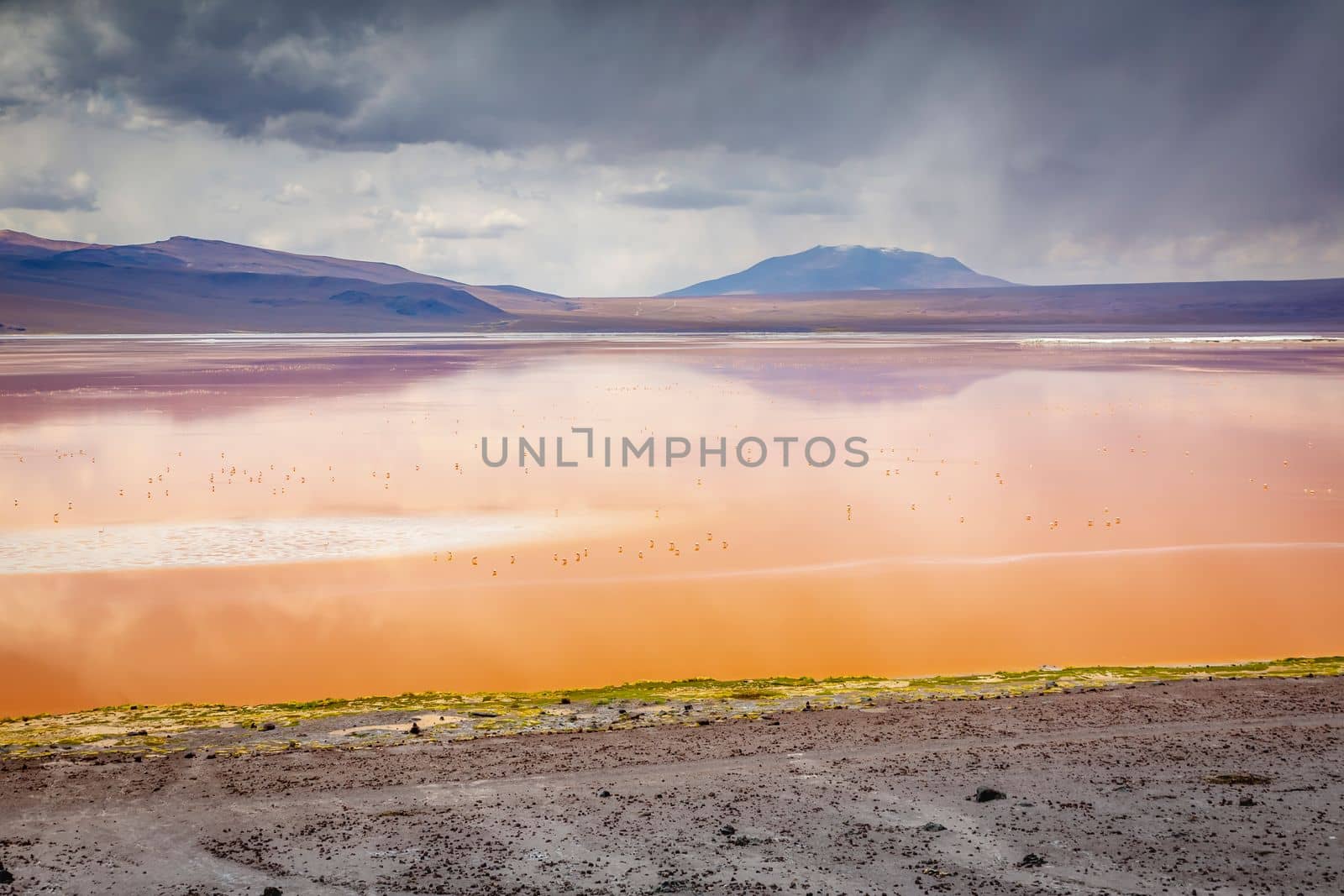 Laguna colorada, Red lake, with Andean Flamingos and Idyllic Altiplano Atacama Desert, Volcanic landscape, Potosi, Bolivian Andes, Bolivia