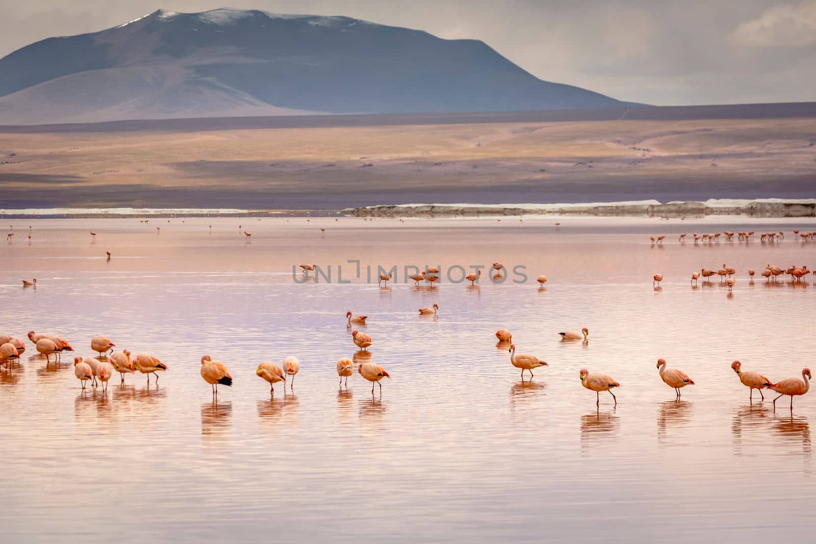 Laguna colorada, Red lake, with Andean Flamingos and Idyllic Altiplano Atacama Desert, Volcanic landscape, Potosi, Bolivian Andes, Bolivia