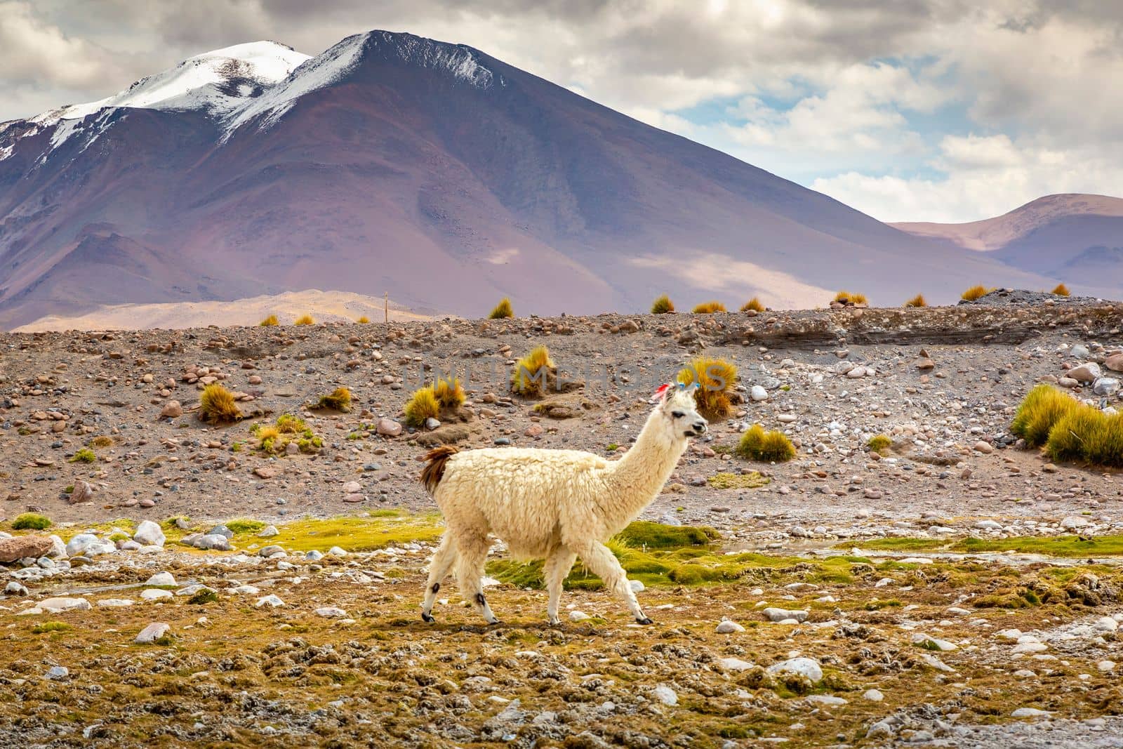 LLamas in Bolivia altiplano near Chilean atacama border, South America