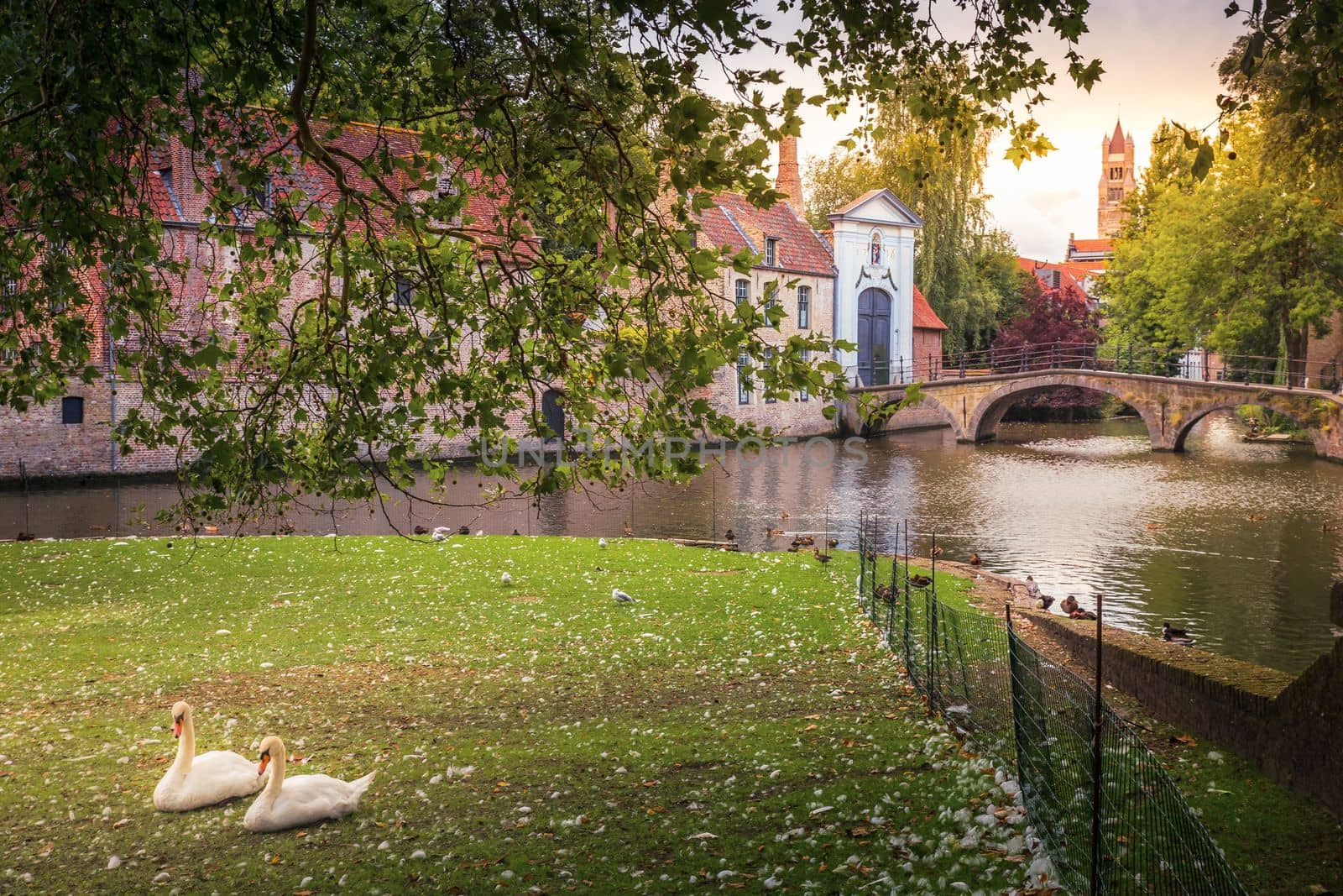 Idyllic Public park near Beguinage monastery with swans and ducks, Bruges, Belgium
