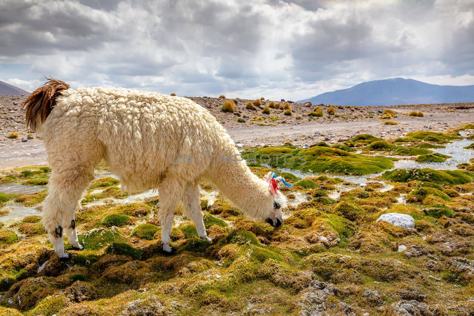 LLamas in Bolivia altiplano near Chilean atacama border, South America