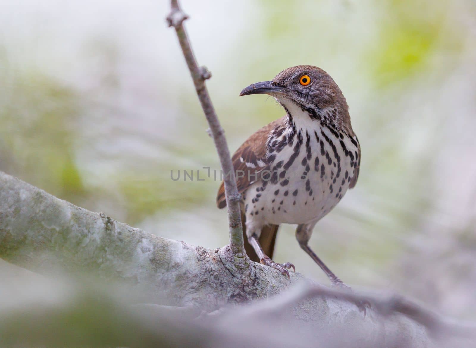 Long billed thrasher perched on a tree in Texas