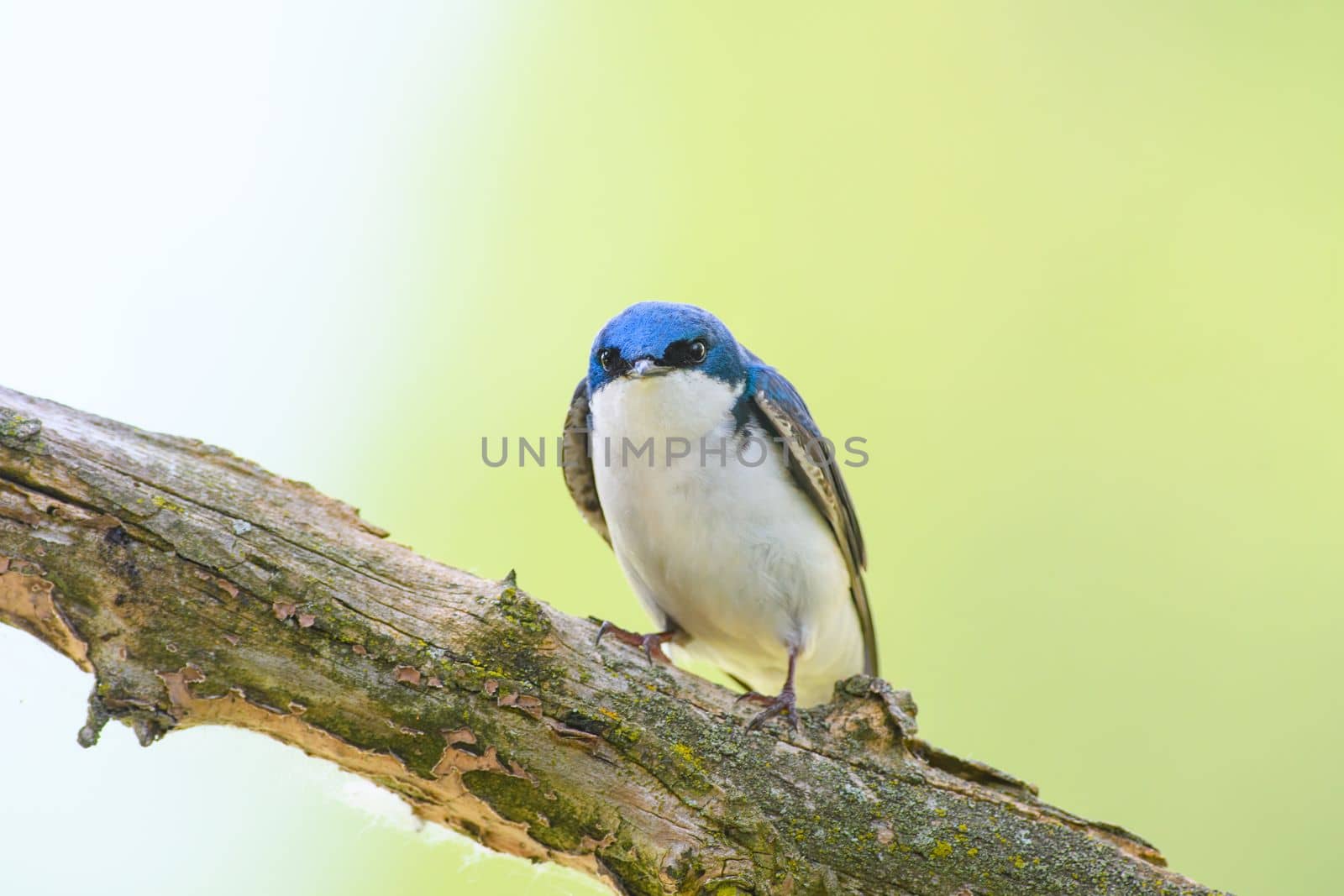 Tree swallow staring down the photographer in Michigan