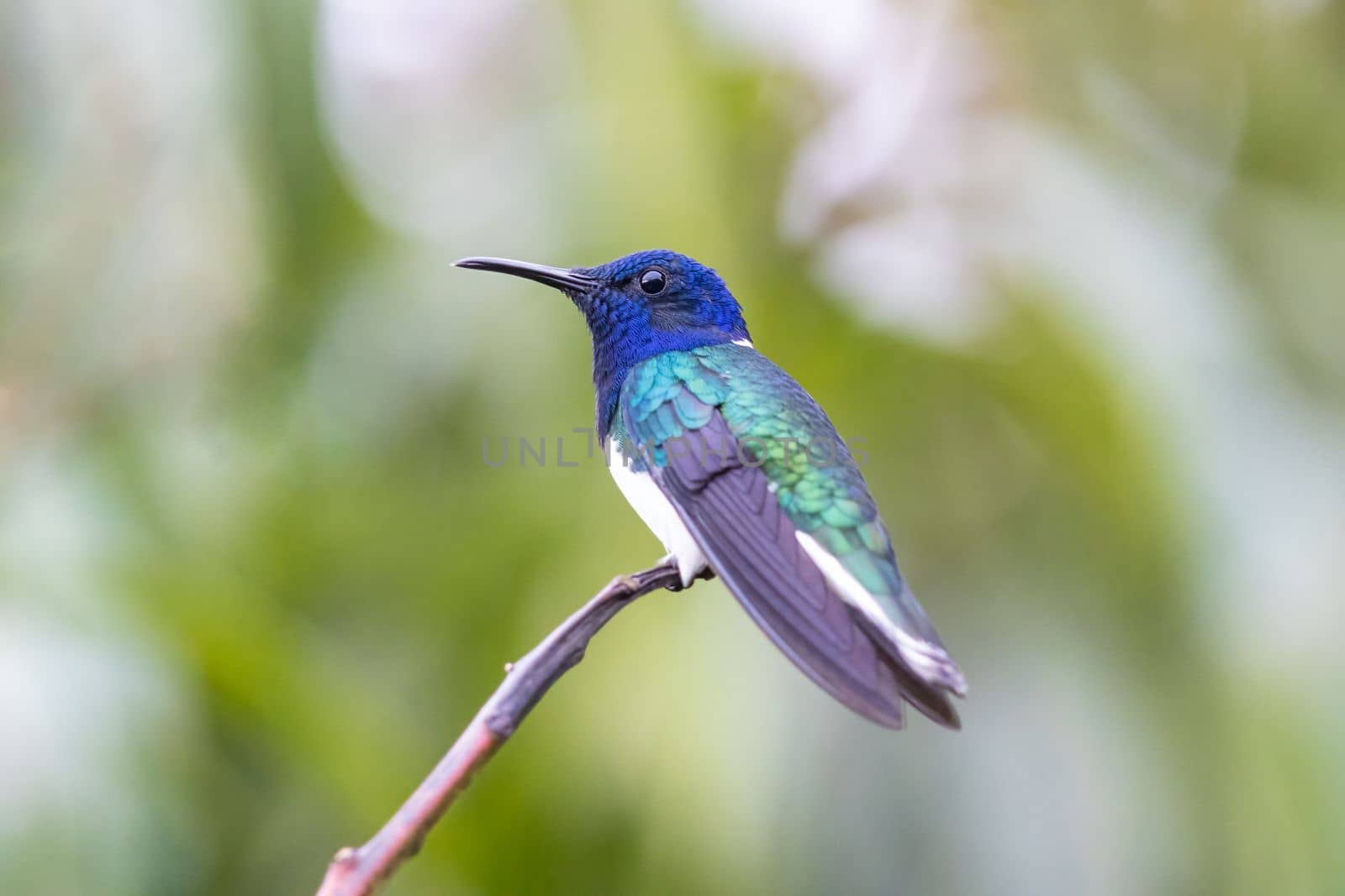 White necked jacobin perched on a tree in Costa Rica