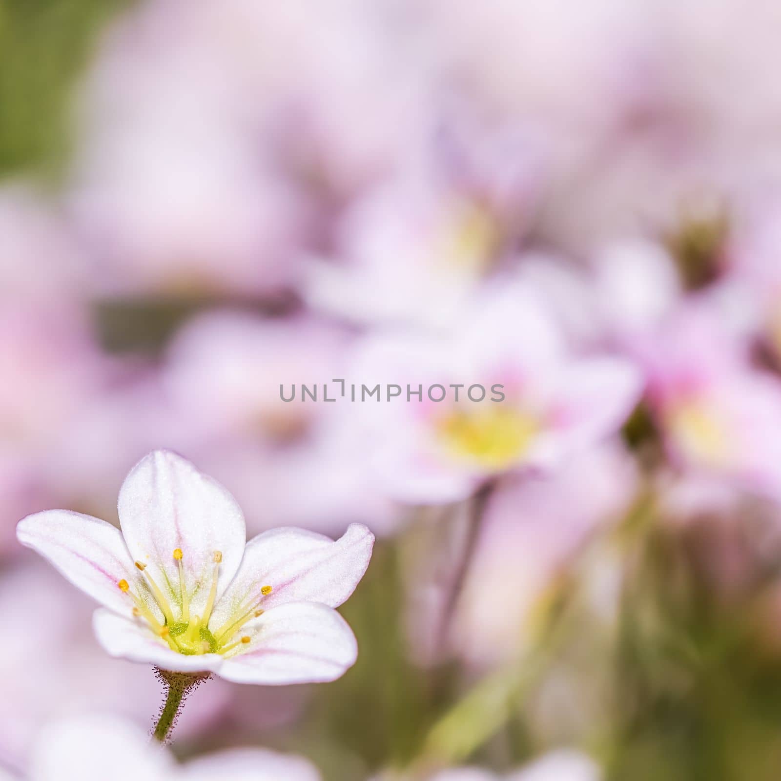 Delicate white pink flowers of Saxifrage moss in spring garden. Floral background