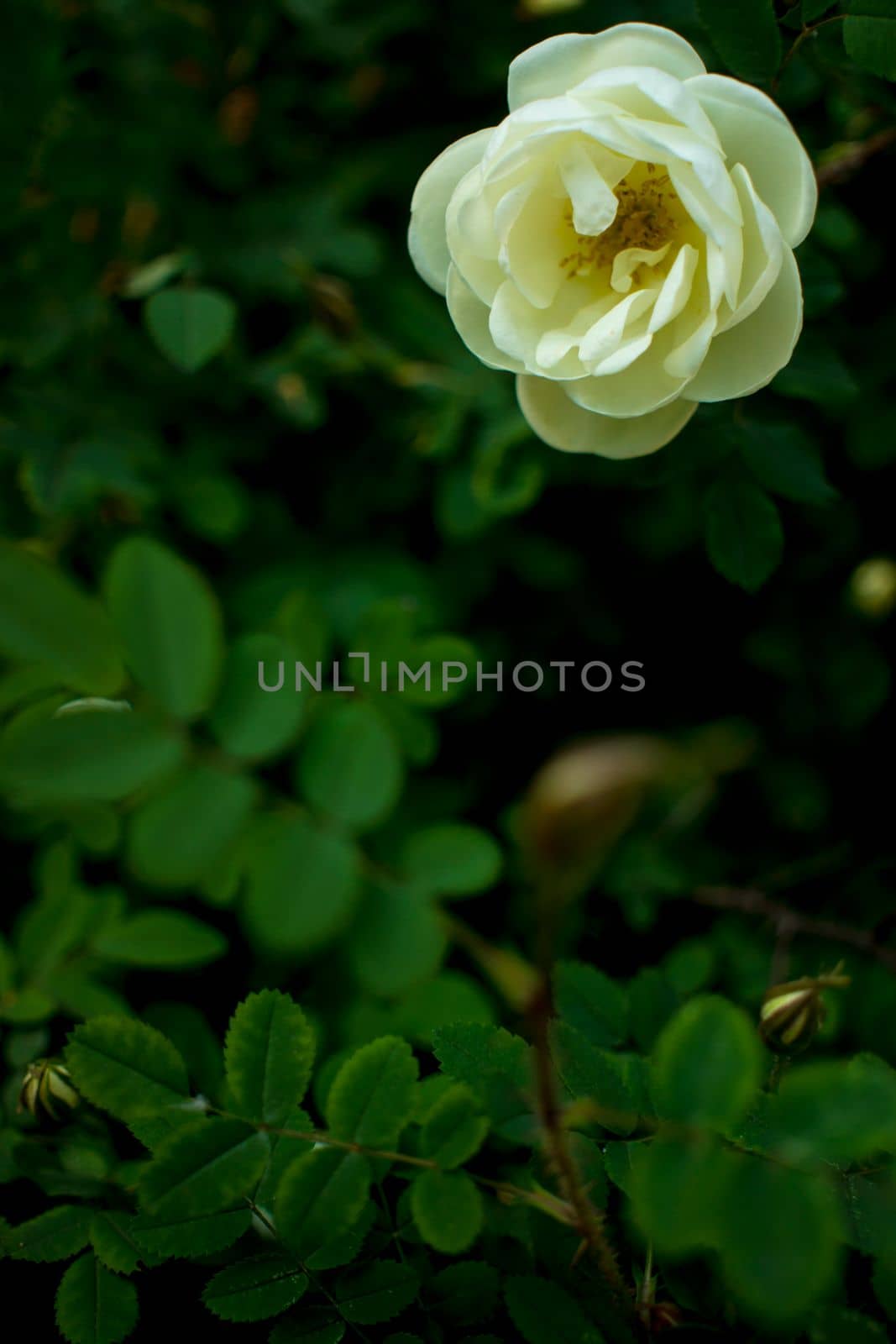 white roseship flower on a dark green background. Card with space for text. High quality photo