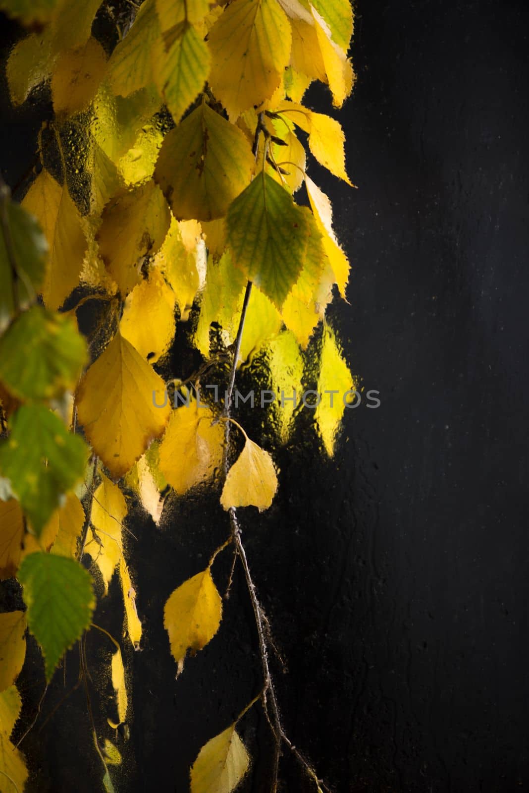 Autumn form. Yellowed birch branches through a wet rainy window