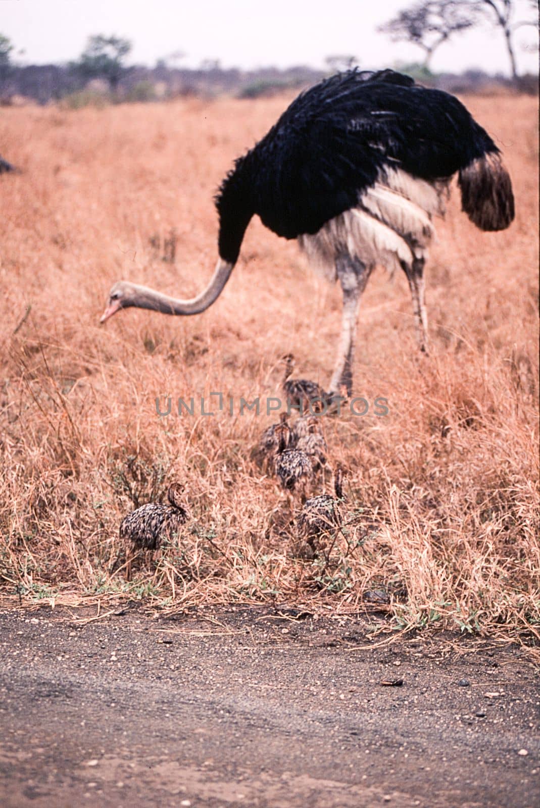 Ostrich (Struthio camelus), Kruger National Park, Mpumalanga, South Africa