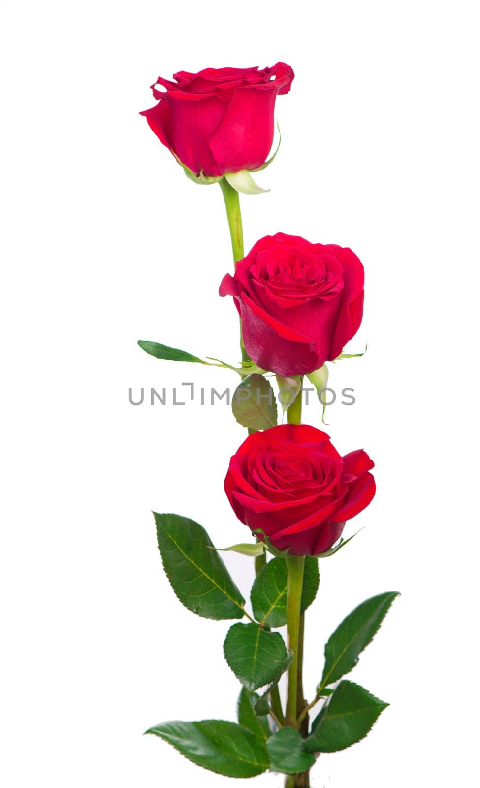 Bouquet of roses, isolated rose flower isolated on white background. The photo can be used as a greeting card, invitation card for wedding, birthday and other holiday and summer background. by aprilphoto