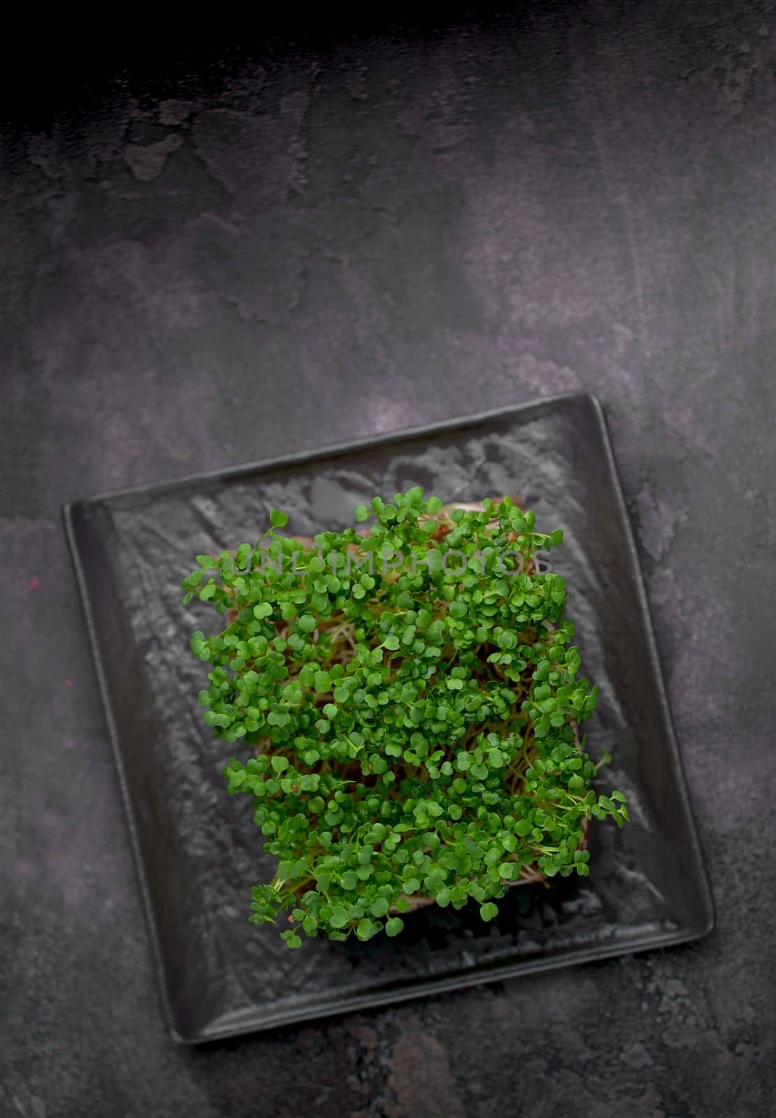 Close-up of microgreens. Germination of microgreens. Germination of seeds at home. Vegan and healthy food concept. Germinated seeds, micro grasses. Growing sprouts. by aprilphoto