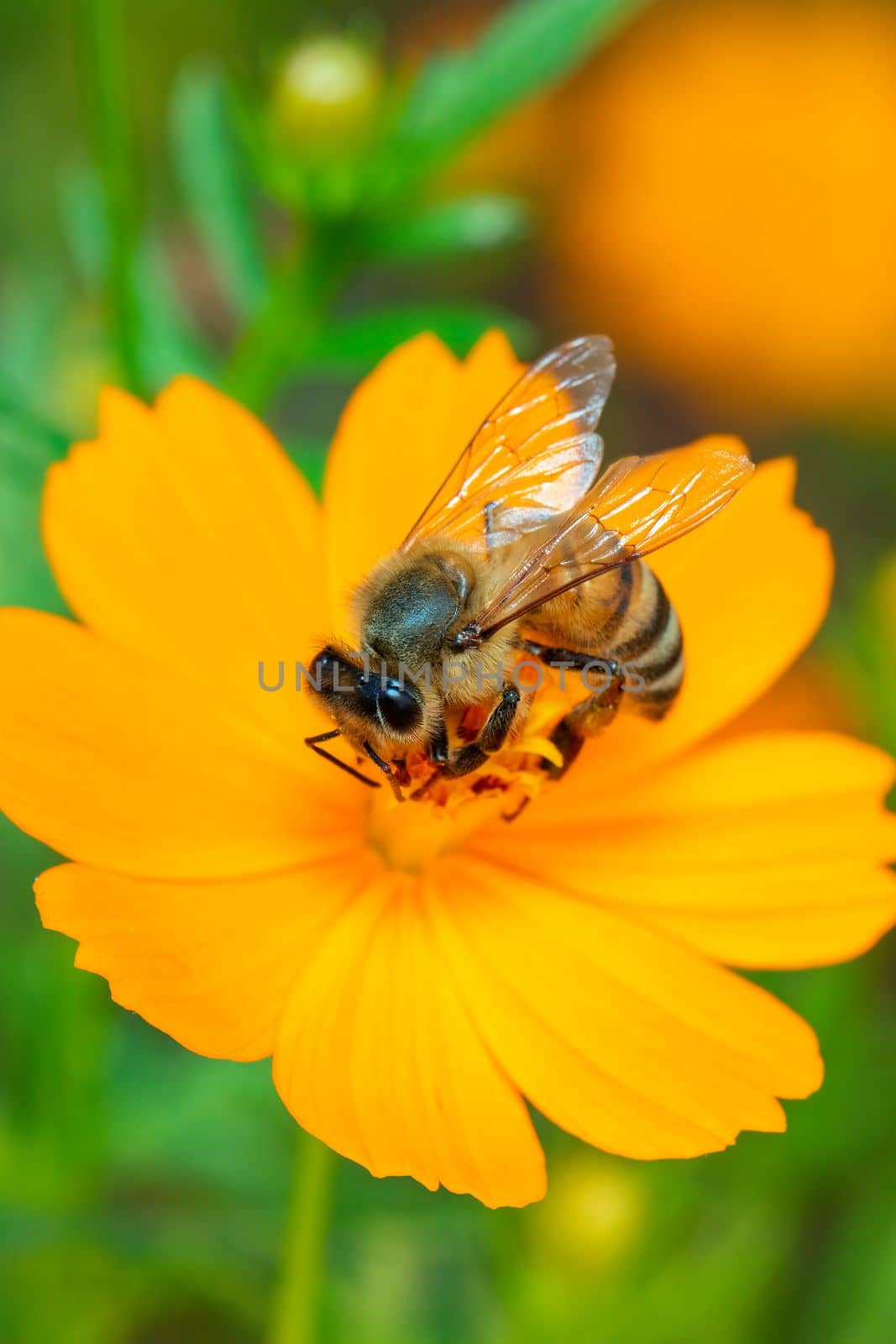 Image of bee or honeybee on yellow flower collects nectar. Golden honeybee on flower pollen. Insect. Animal