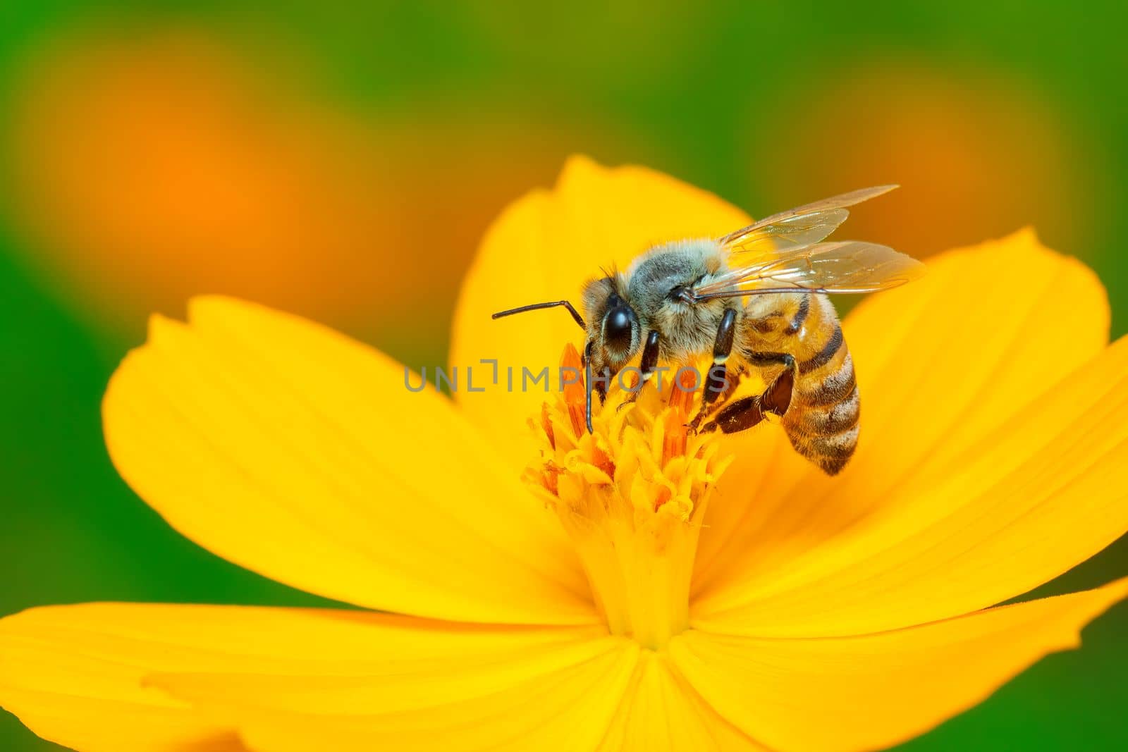 Image of bee or honeybee on yellow flower collects nectar. Golden honeybee on flower pollen. Insect. Animal