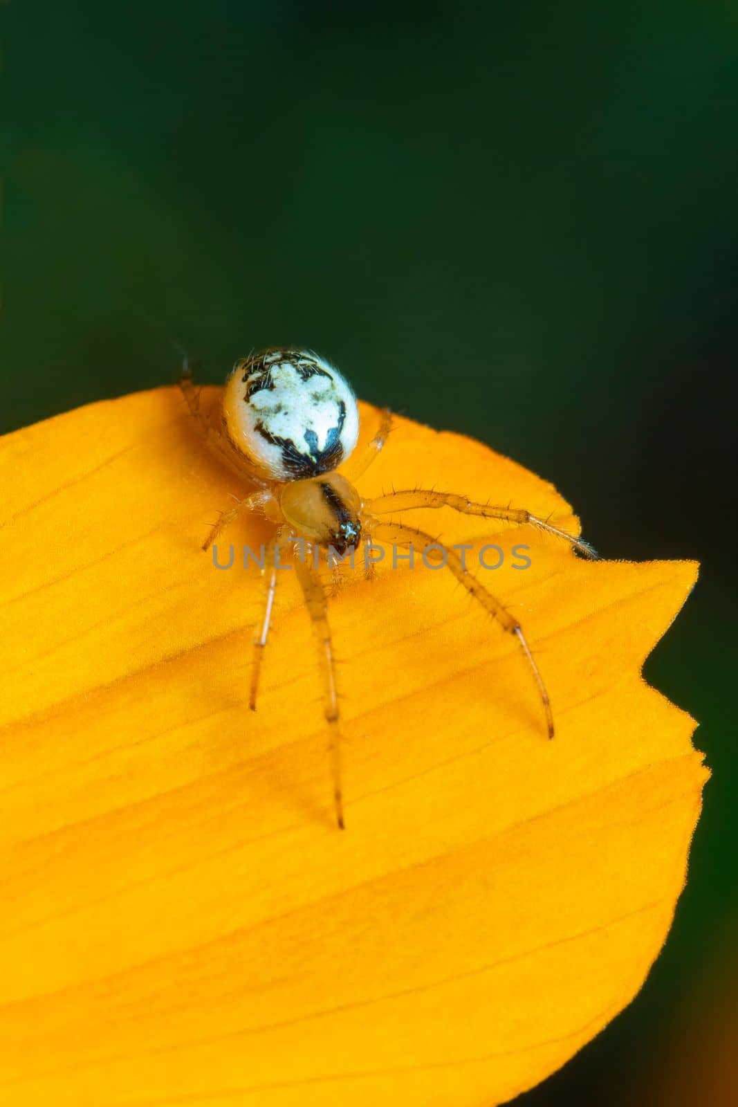 Image of mangora acalypha spider(Araneidae) on a yellow flower on nature background.(Cricket-bat orbweaver). Insect. Animal. by yod67