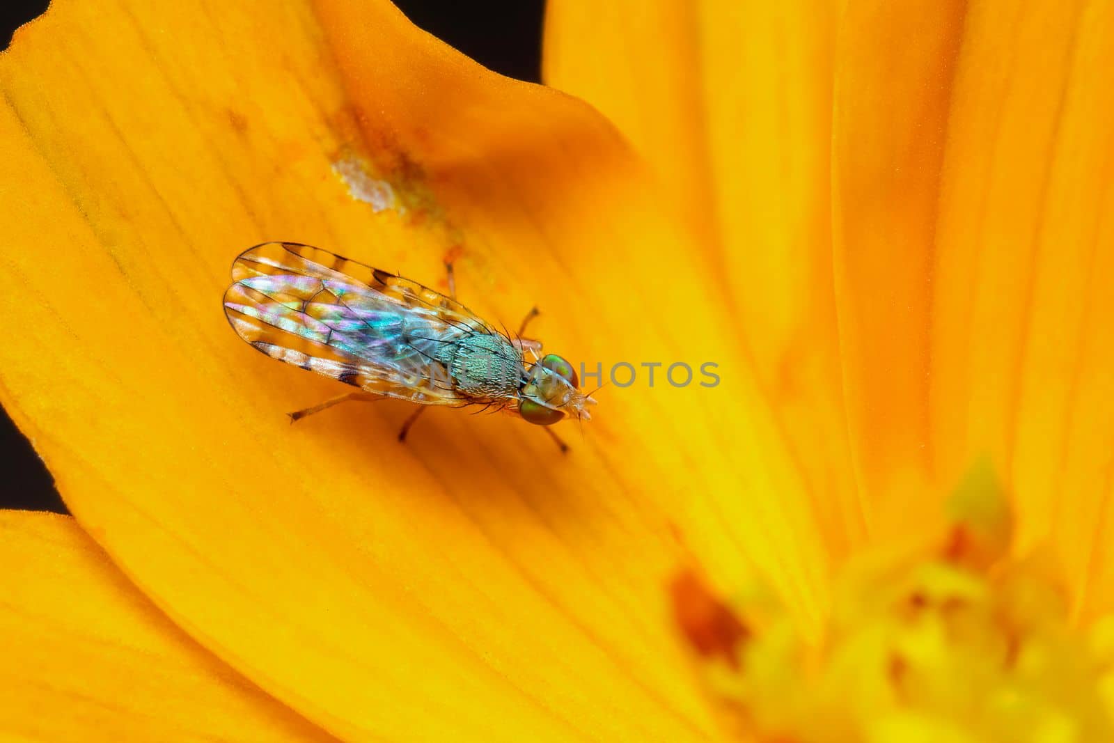 Image of Larvae Spotted-winged Fly (Neotephritis finalis) on a yellow flower on nature background. Insect. Animal. by yod67