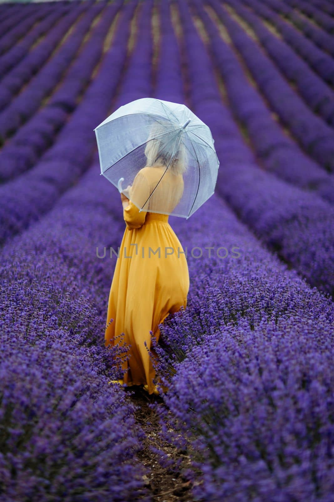 A middle-aged woman in a lavender field walks under an umbrella on a rainy day and enjoys aromatherapy. Aromatherapy concept, lavender oil, photo session in lavender.