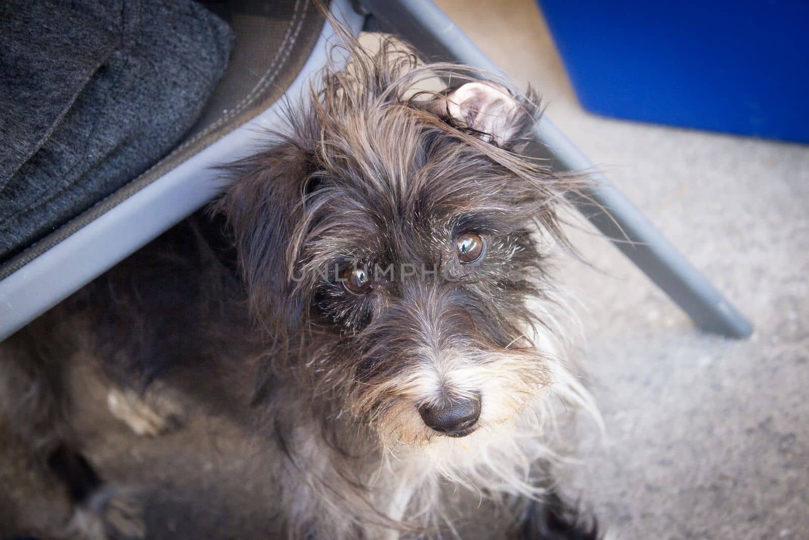 Black schnauzer breed dog lying on the ground by GemaIbarra