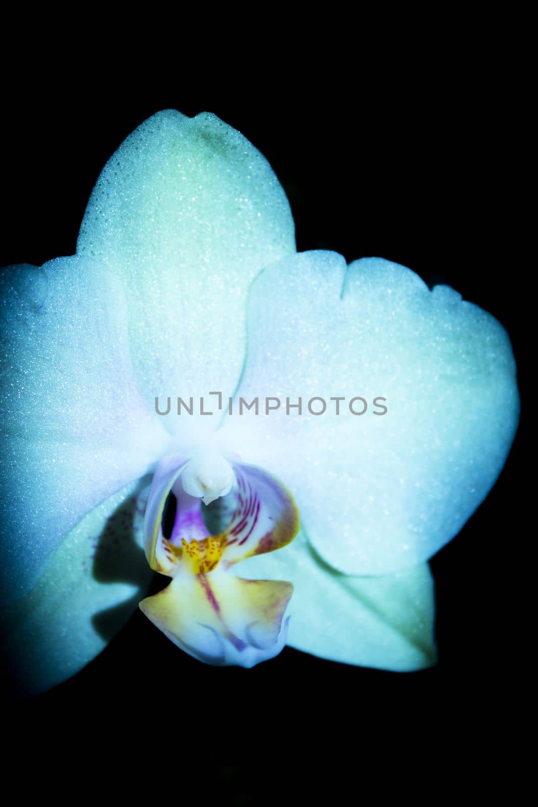 Bright greenish yellow open Orchid flower. Black background