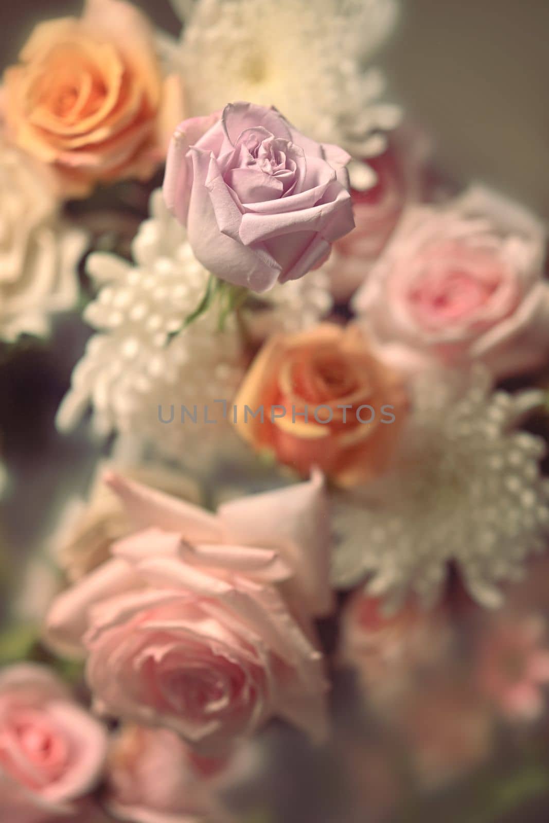 Beautiful pink rose and white chrysanthemums for fabrics, textiles, paper, floral botanical wallpaper by prathanchorruangsak