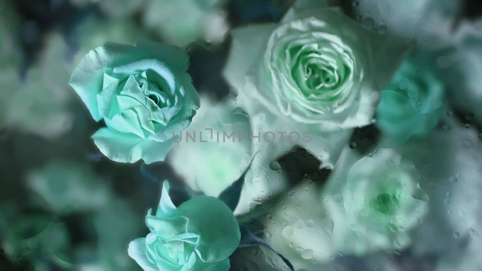 Cold foggy glass with bouquet of beautiful blue roses inside with dripping water drops, for floral botanical wallpaper.