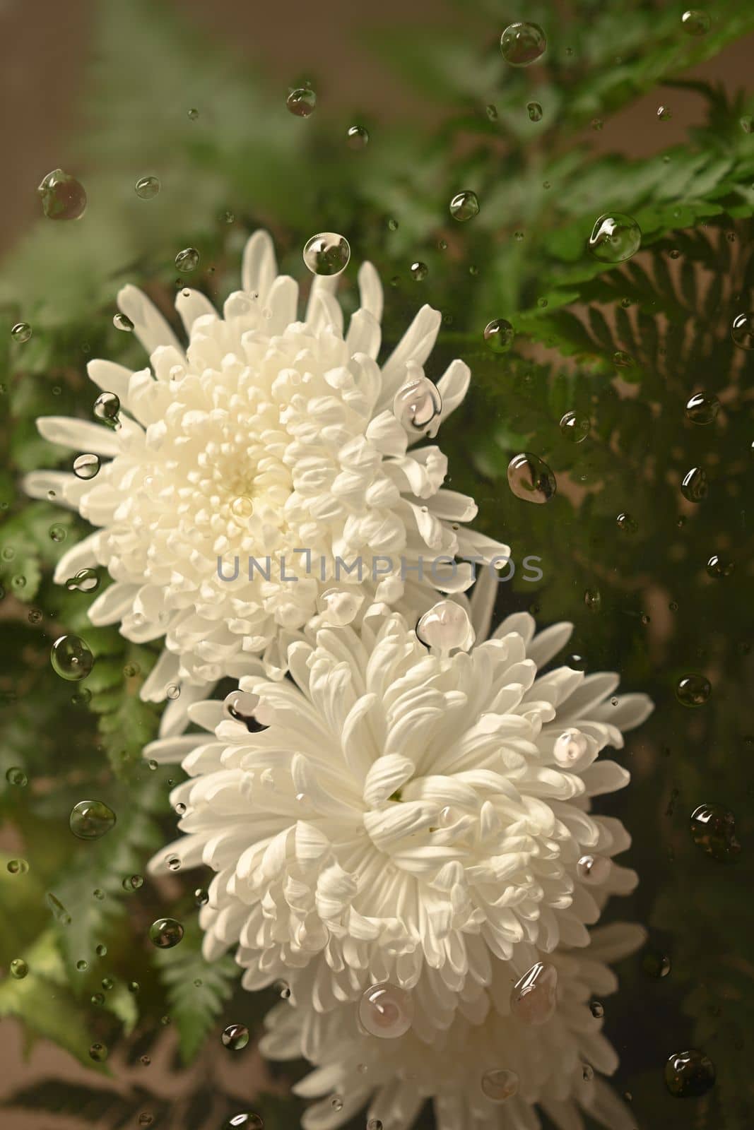 Cold foggy glass with beautiful white chrysanthemums flowers inside with dripping water drop, floral botanical wallpaper by prathanchorruangsak