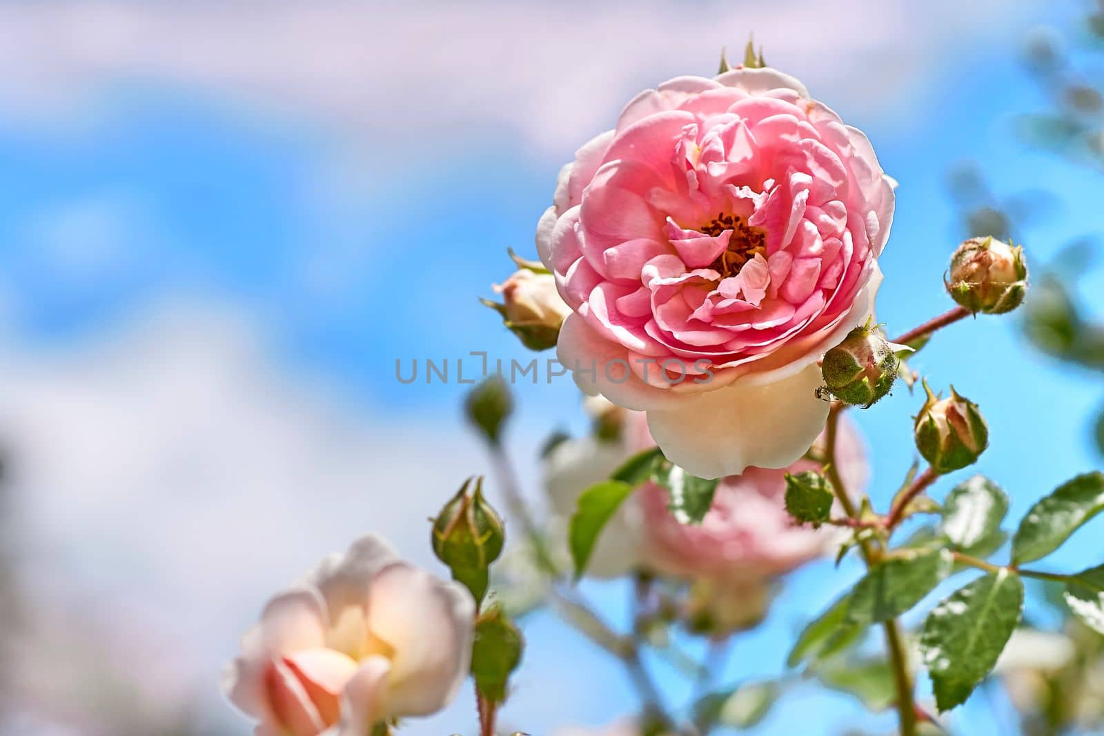 Delicate pink rose bud and blue clear spring sky by jovani68